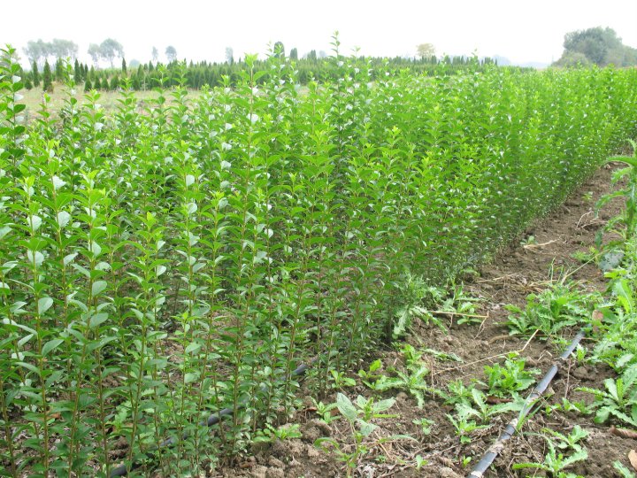 Ligustrum ovalifolium